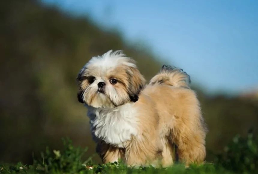 Shih Tzu Dog